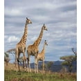 thumbnail image 3 of Ambesonne Wildlife Duvet Cover Set, Giraffe Family, Twin, Tan Blue, 3 of 3