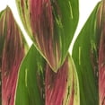 thumbnail image 2 of Ti Leaf Rainbow - Farm Direct Fresh Cut Flowers - 100 Stems, 2 of 4