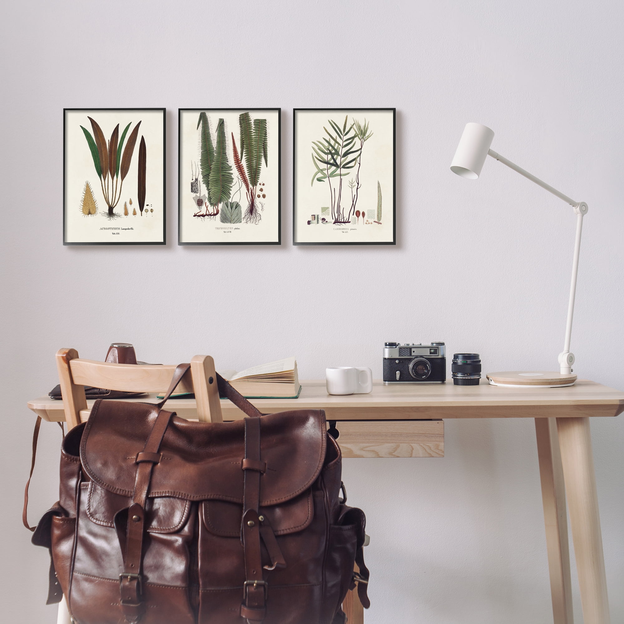 Stupell Industries Vintage Botanical Studies Botanical & Floral Painting Black Framed Art Print Wall Art, 11 x 14