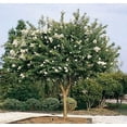 thumbnail image 2 of Crape Myrtle Natchez  20 Live Plants  Lagerstroemia Indica  Beautiful Low Maintenance White Blooming Flowering Tree, 2 of 9