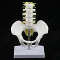 thumbnail image 2 of Mini Modelo de Pelvis perfecl con 5 Vértebras Materiales de Ciencia, 2 of 8