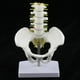 thumbnail image 2 of Mini Modelo De Pelvis Con 5 Vértebras Trabajos Industriales Suministro Escolar, 2 of 9