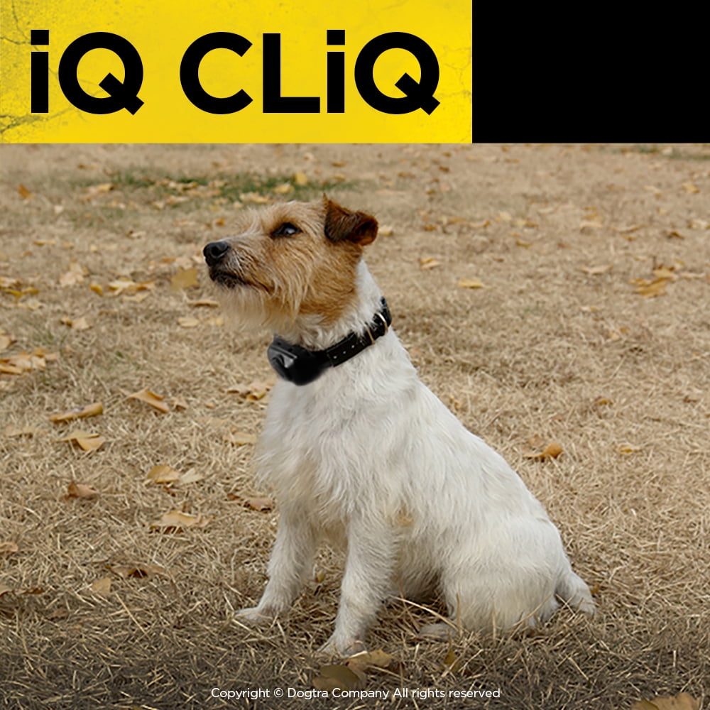 Dogtra Brandclub Dogtra iQ CLiQ Dog Training Collar Replaceable Battery Plastic Contact Points Compact Clicker