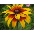 thumbnail image 2 of 100+ Seeds| Gloriosa Daisy Flower Seeds-#N005-Authentic Seeds-Flowers-Seeds-Rose seeds-Herb seeds-Vegetable Seeds-Mix Seeds for Plant- B3G1, 2 of 5