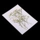 thumbnail image 4 of Hermosas Flores de Reales Prensadas Flores Secas Naturales para álbumes de Recortes Artes Y Manualidades Resina Joyería de Relleno Caja Gloria Flores secas prensadas, 4 of 9