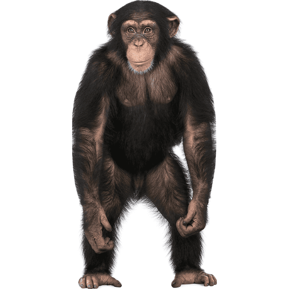 Chimpanzee Cardboard Cutout Standee Standup