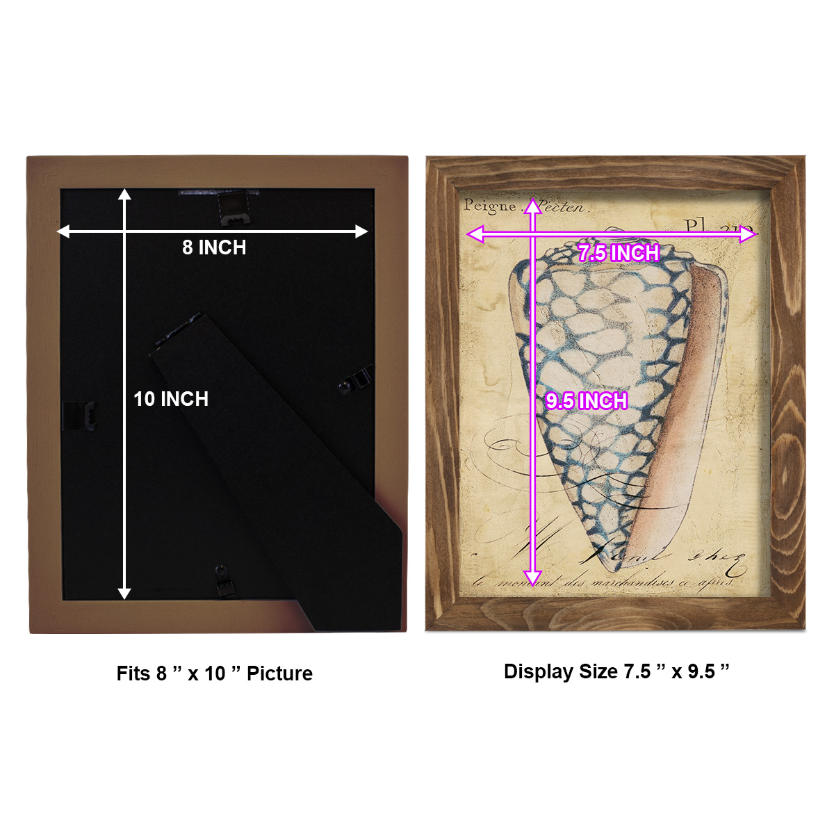 Seashell Ephemera IV - Framed Print w/glass - Walnut