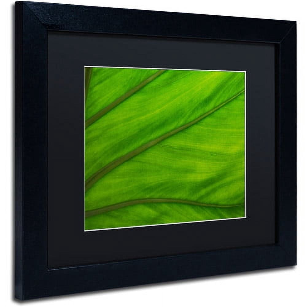 Trademark Fine Art "Green Elephant Ear Abstract" Canvas Art by Kurt Shaffer Black Matte, Black Frame