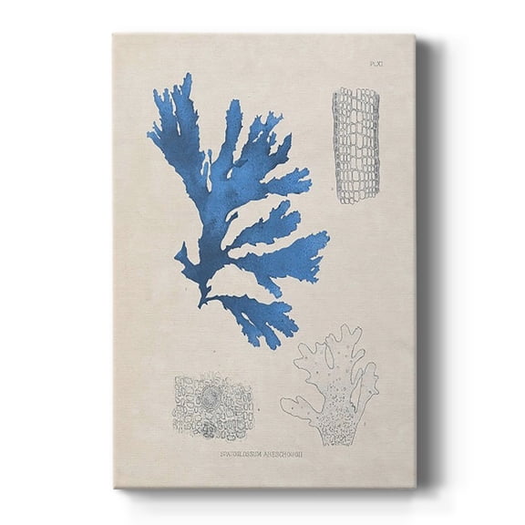 Blue Marine Algae VIII Premium Gallery Wrapped Canvas - Ready to Hang