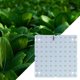 thumbnail image 5 of LED Grow Light Panel 50W Full Grow Light Plantas de jardín impermeables Grow Lamp para Luz Cálida 81 Leds shamjiam jardineras Grow Light, 5 of 7