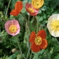 thumbnail image 2 of RedCrocus Champagne Scarlet Icelandic Poppy - Vibrant Late Spring Bloom, Butterfly Attracting, Garden & Container Plant  1 Gallon (Pack of 10), 2 of 10
