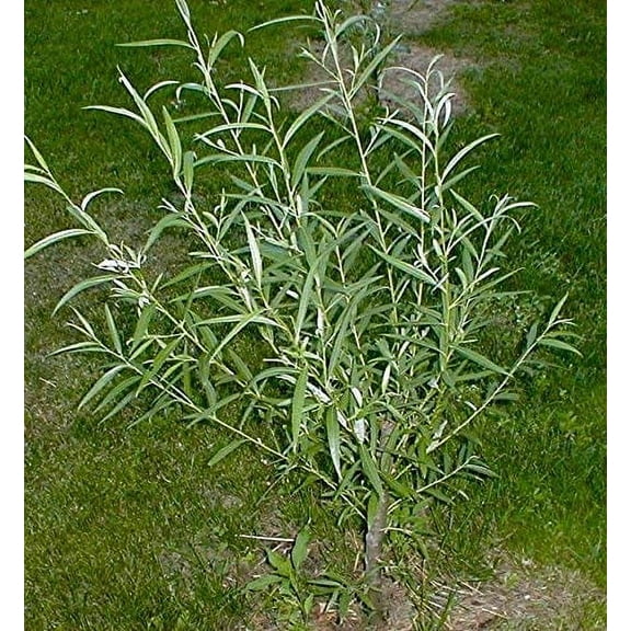 Outdoor STEM Project | Grow a Hybrid Willow Tree | Worlds Fastest Growing Tree
