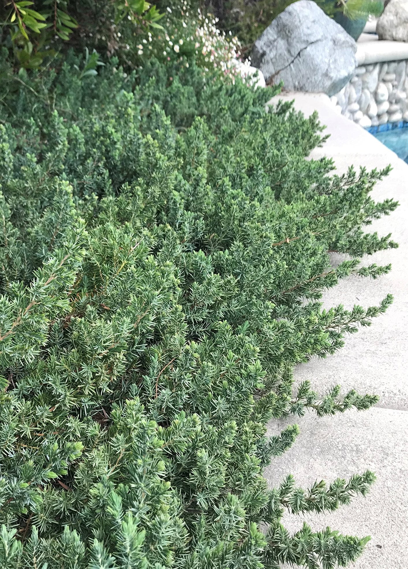Juniper Blue Pacific - 30 Live Plants - 2" Pot Size - Evergreen Ground Cover 'Shore Juniper'