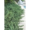 thumbnail image 6 of Juniper Blue Pacific - 40 Live Plants - 2" Pot Size - Evergreen Ground Cover 'Shore Juniper', 6 of 9