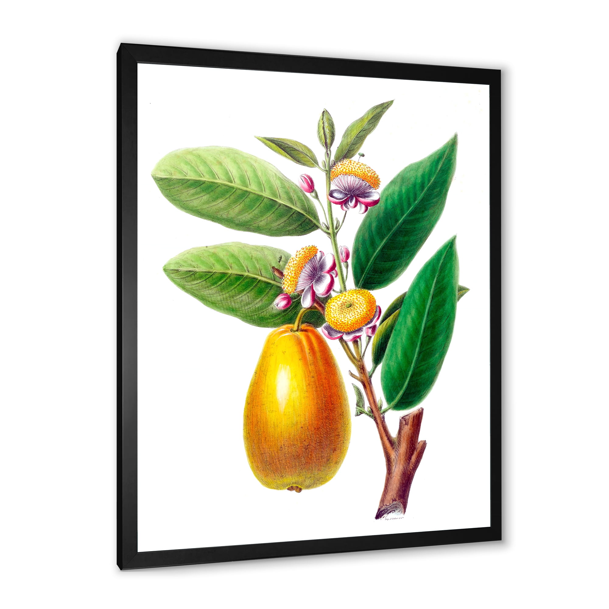 Designart 'Ancient Fruits I' Farmhouse Framed Art Print