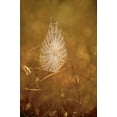 thumbnail image 2 of Welling, Dave 22x32 White Modern Wood Framed Museum Art Print Titled - TX, Rio Grande Valley Backlit spider web, 2 of 4