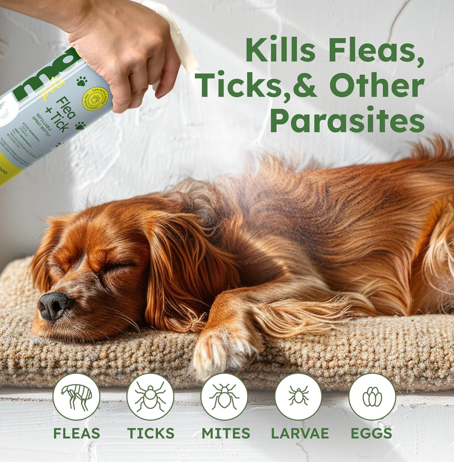 BUGMD Flea and Tick Concentrate (3.7 oz), Essential Oil-Powered Formula, Controls Fleas, Ticks, Mites in Dogs, and Other Furred Animals, Spray on Pet Beds, Kennels