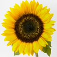 thumbnail image 2 of CafePress - Sunflower - Adjustable Unisex Printed Trucker Hat with Mesh Back, 2 of 10