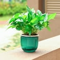 thumbnail image 7 of Self Watering Planter under $5! kkbbma Self-Watering Plant Pot, Transparent Hydroponic Flowerpot with Automatic Absorption, Hanging Planter for Indoor Desktop, Green Plant Lover Must-Have, 7 of 7