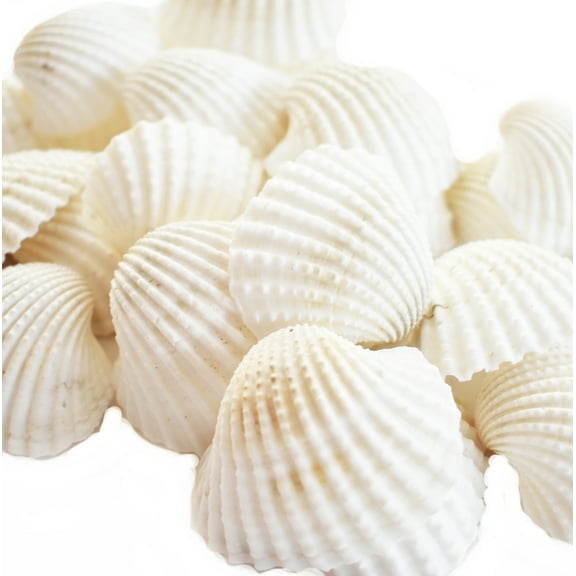 1 lb (About 30) Large White Ark Shells Seashells (1 3/4" - 2 1/4") Beach Wedding Hobby Crafts