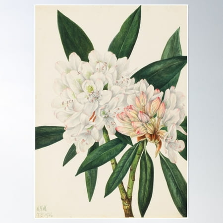 Rosebay Rhododendron Vintage Botanical Print, Mary Vaux Walcott Poster Wall Art, Modern Wall Decor For Living Room Bedroom, 8x12 UNFRAMED