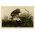 thumbnail image 2 of Audubon, John James 18x14 Gold Ornate Wood Framed with Double Matting Museum Art Print Titled - Winter Hawk, 2 of 4