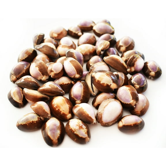 Set of 50 Purple Top Snakehead Cowrie Shells 1" Beach Crafts Coastal Decor Ocean Art - not drilled