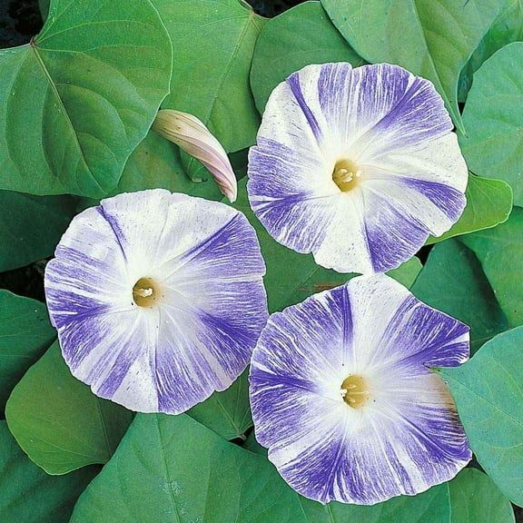 Outsidepride Morning Glory Flying Saucers - 500 Seeds