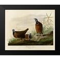 thumbnail image 2 of Vintage Apple Collection 14x12 Black Modern Framed Museum Art Print Titled - Blue Headed Pigeon, 2 of 5