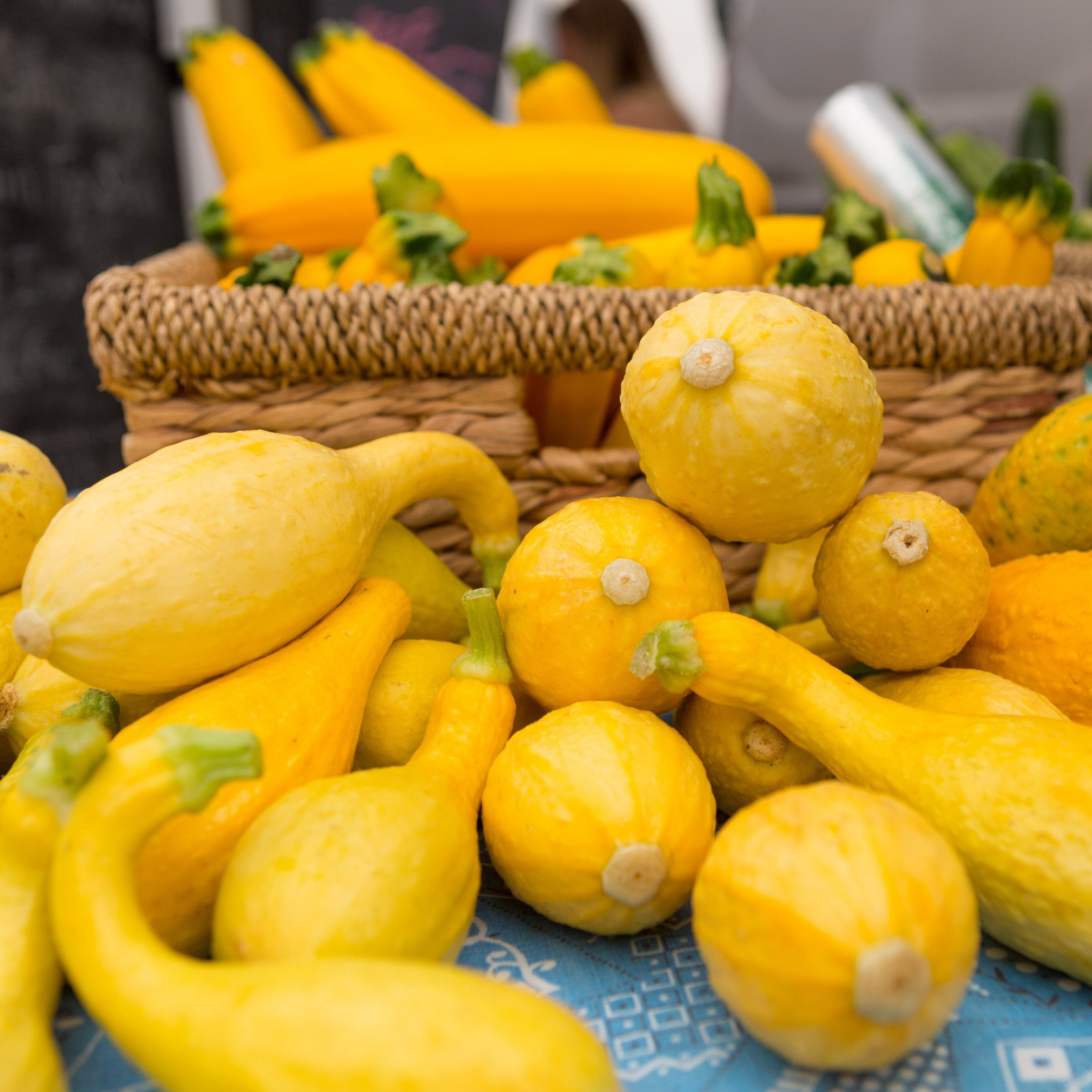 2.5 in. Live Vegetable Pic-N-Pic Yellow Squash Plant (3-Pack)