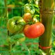 thumbnail image 5 of Red para plantas trepadoras, red para enrejado de jardín, red para trepar verduras, red para enredadera, red para jardín enrejado, 5 of 7