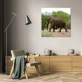 thumbnail image 3 of Dana Underdahl 36x36 Gallery Wrapped Canvas Wall Art Titled - Safari Elephant I, 3 of 4