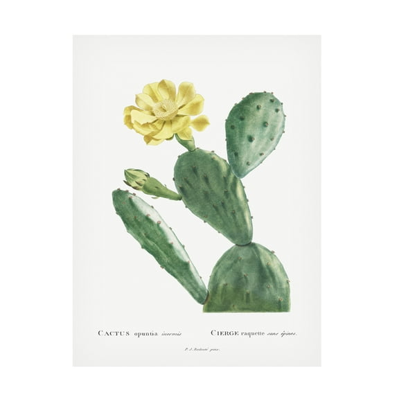 Trademark Fine Art Pierre Redoute Redoute Cactus II Canvas Wall Art