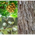 thumbnail image 4 of 12 Nepali Hog Plum Seeds Choerospondias axillaris Axillary Southern Wild Jujube Bodhi Fruit, 4 of 9