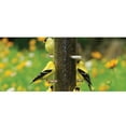 thumbnail image 5 of Cole's Nifty Niger Wild Bird Feeder, Clear Polycarbonate, 8 Ports, 5 of 5