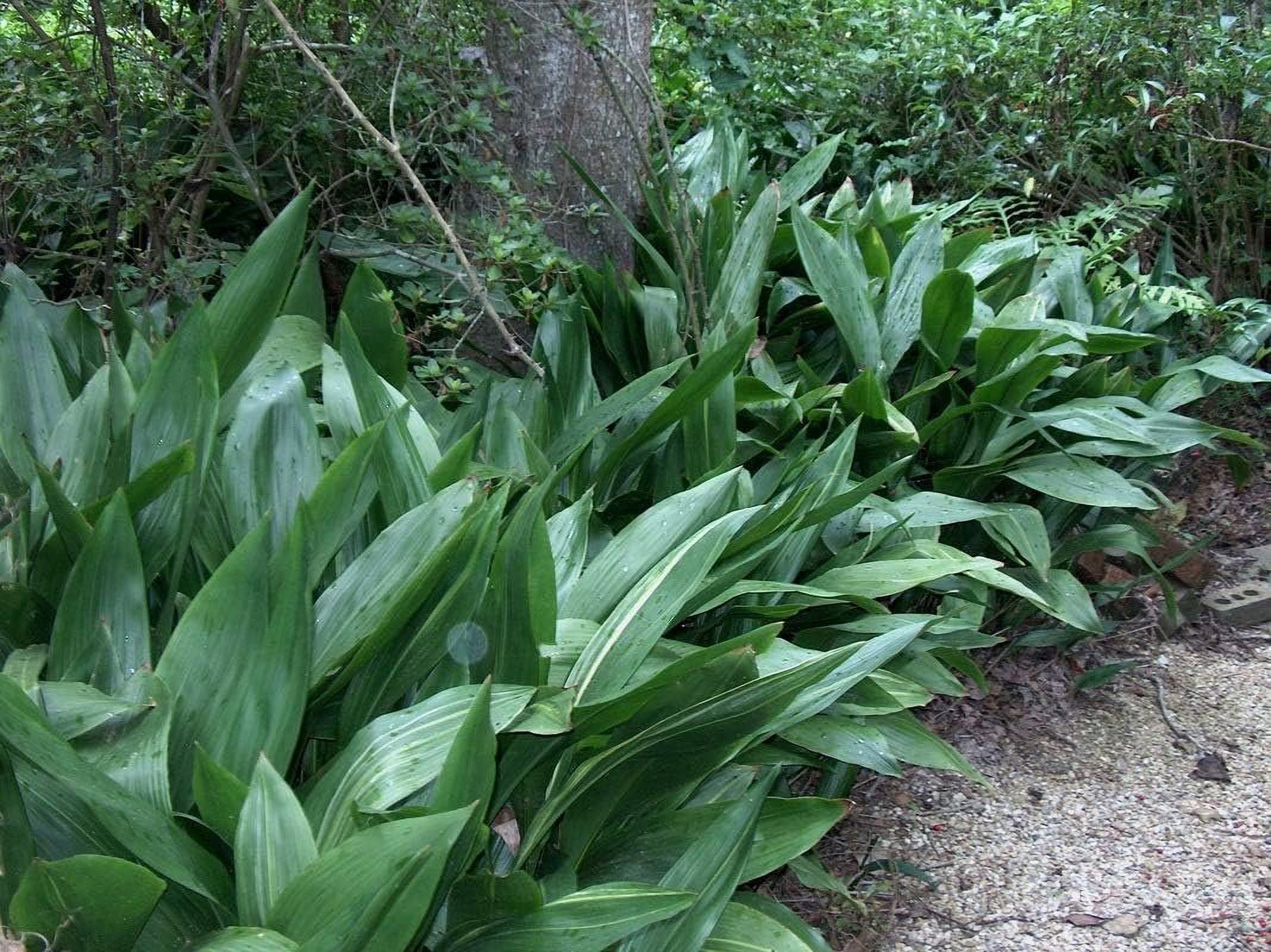 Cast Iron Plant - Live Plant in a 6 Inch Pot - Aspidistra Elatior - Beautiful Florist Quality Indoor or Outdoor Plant
