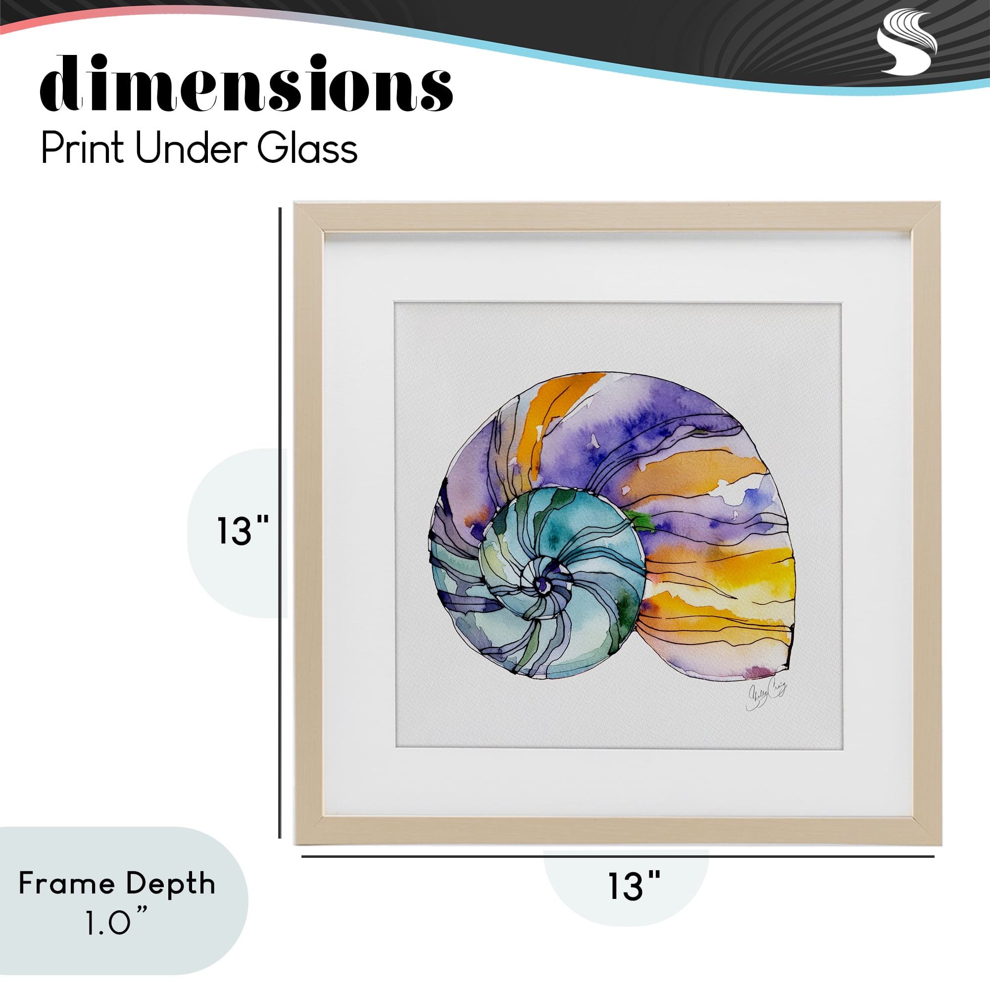 Stupell Industries Sunlit Striped Nautilus Birch Framed Print Under Glass, design by Shelly Craig