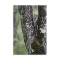 thumbnail image 2 of Gango Home Decor Squirreling Around by Susann Parker (Printed on Paper); One 24x36in Fine Art Paper Giclee Print, 2 of 4