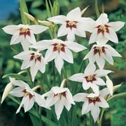 Abyssian (Acidanthera) Gladiolus Dormant Flowering Bulbs (25-Pack)
