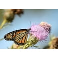 thumbnail image 6 of Seedville 100 Organic Blessed Milk Thistle Flower Seeds, Attracts Hummingbirds, 6 of 11