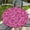 Pink Flowers, variant on Round Fitted Tablecloth with Elastic Edge Design Table Cover Waterproof Stain-Resistant Wipeable Table Cloth Best for 38"-42" Round Tables for Outdoor Indoor Pink Flowers