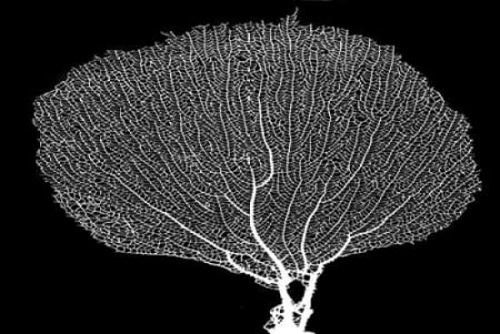 Fan Coral Drama Can