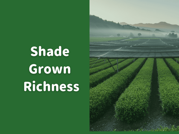 Kabusecha - Shade Grown Green Tea from Yame, Japan