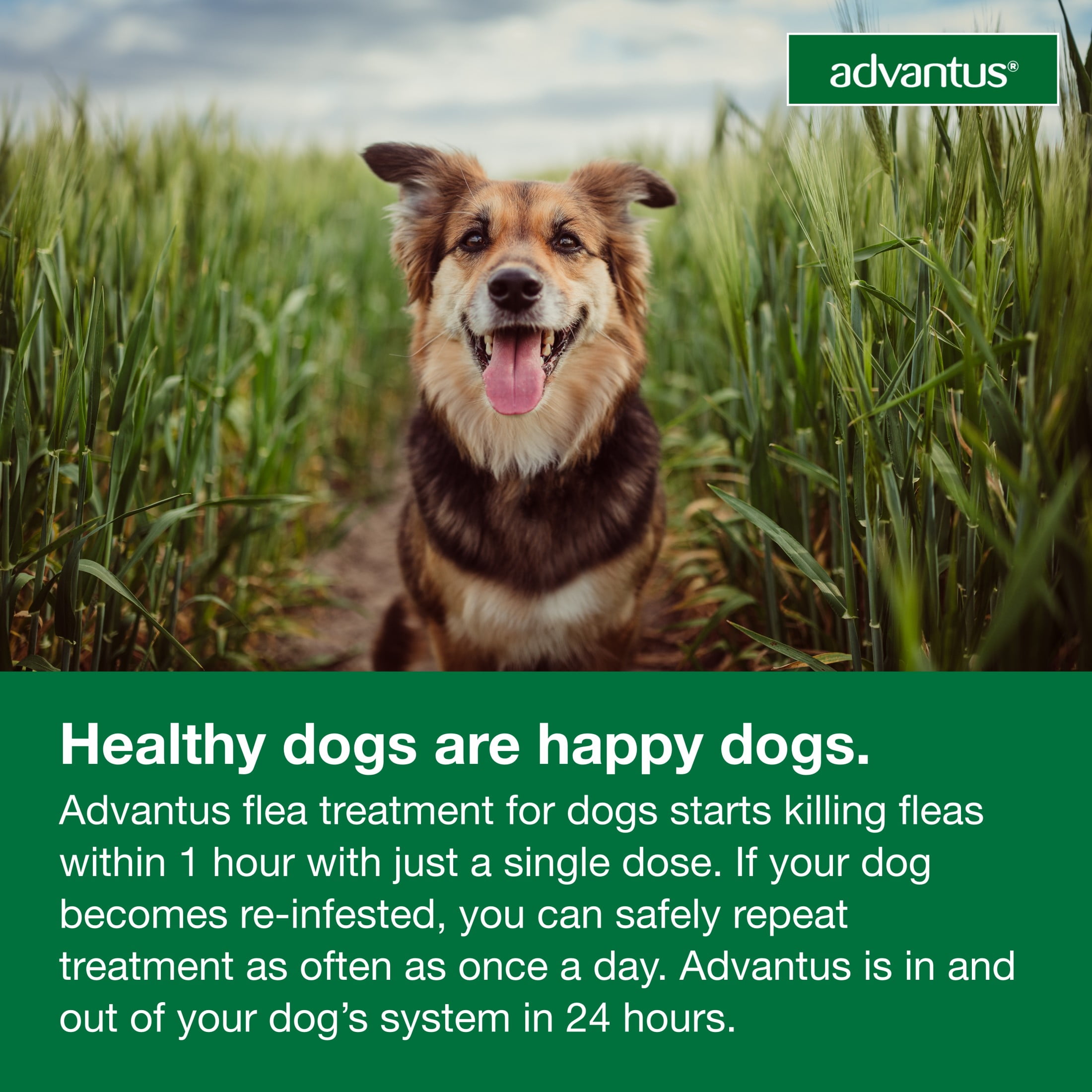 Advantus Chewable Flea Treatment for Dogs 4 22 lbs. 7 Soft Chews Walmart