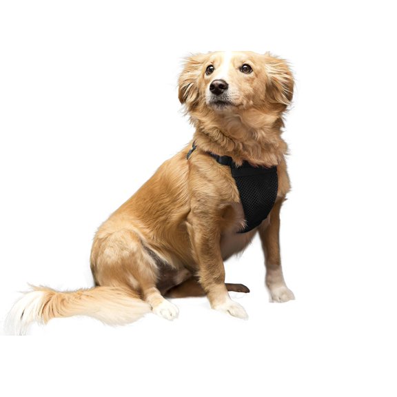 SPORN Comfort Harness for Dogs, Black, Large