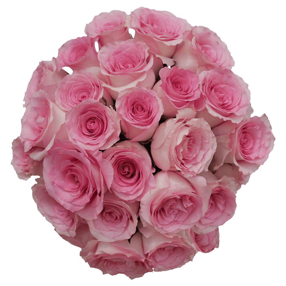 50 Stems of Light Pink Champagne Mandala Roses- Beautiful Fresh Cut ...