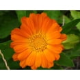 thumbnail image 4 of 500 Mixed Colors FANCY MIX Pot MARIGOLD Calendula Officinalis Flower Seeds, 4 of 4