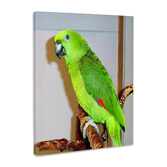 3dRose, Yellow Nape Parrot, Museum Grade Canvas Wrap 11x14