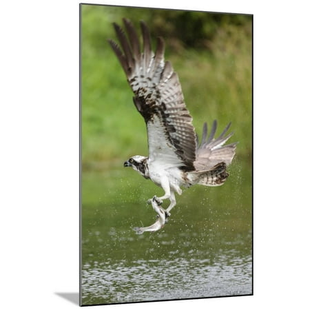 Osprey (Pandion Haliaetus) Flying Above a Pond with a Fish Grasped in its Talons Wood Mounted Print Wall Art By Garry