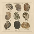 thumbnail image 2 of Wild Apple Portfolio 12x12 Black Ornate Wood Framed with Double Matting Museum Art Print Titled - Haliotis, 2 of 4